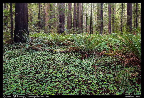 Clovers, ferns, and redwoods, Stout Grove, Jedediah Smith Redwoods State Park. Redwood National Park (color)