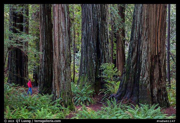 Visitor looking, Stout Grove, Jedediah Smith Redwoods State Park. Redwood National Park, California, USA.