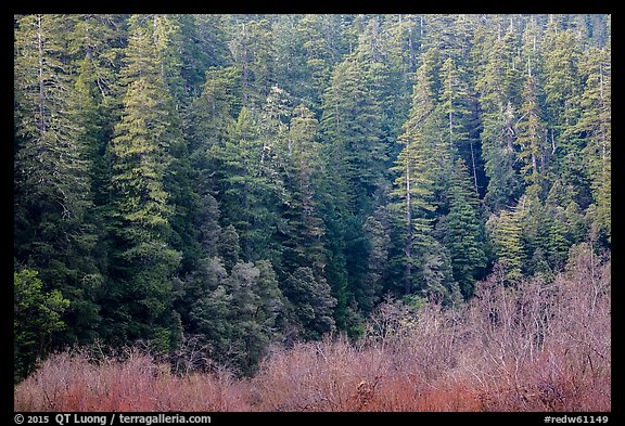 Bare branches and redwood trees, Jedediah Smith Redwoods State Park. Redwood National Park (color)