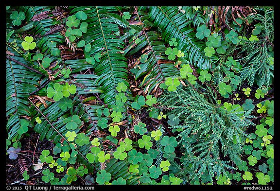 Ground close-up of clovers, shamrocks, ferns, and redwood needles, Stout Grove, Jedediah Smith Redwoods State Park. Redwood National Park, California, USA.
