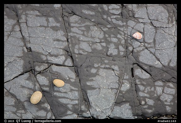 Close-up of rock slab with pebbles and shell, Enderts Beach. Redwood National Park, California, USA.