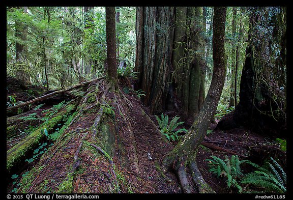 Fallen redwood as nurse log, Simpson-Reed Grove, Jedediah Smith Redwoods State Park. Redwood National Park (color)