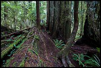 Fallen redwood as nurse log, Simpson-Reed Grove, Jedediah Smith Redwoods State Park. Redwood National Park ( color)