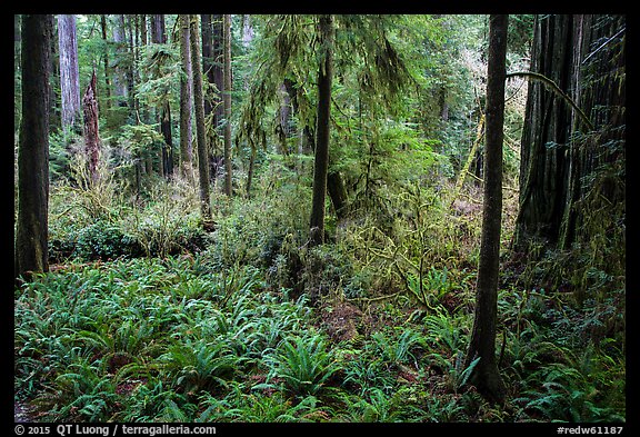 Luxuriant forest, Simpson-Reed Grove, Jedediah Smith Redwoods State Park. Redwood National Park (color)