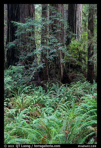 Luxuriant ferns and redwoods, Simpson-Reed Grove, Jedediah Smith Redwoods State Park. Redwood National Park (color)