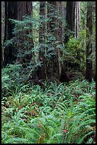 Luxuriant ferns and redwoods, Simpson-Reed Grove, Jedediah Smith Redwoods State Park. Redwood National Park ( color)