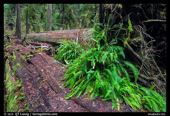Giant fallen redwood trees, Simpson-Reed Grove, Jedediah Smith Redwoods State Park. Redwood National Park (color)