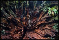 Roots of fallen redwood tree and fern, Simpson-Reed Grove, Jedediah Smith Redwoods State Park. Redwood National Park ( color)