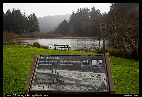 Pond and interpretive sign. Redwood National Park, California, USA.