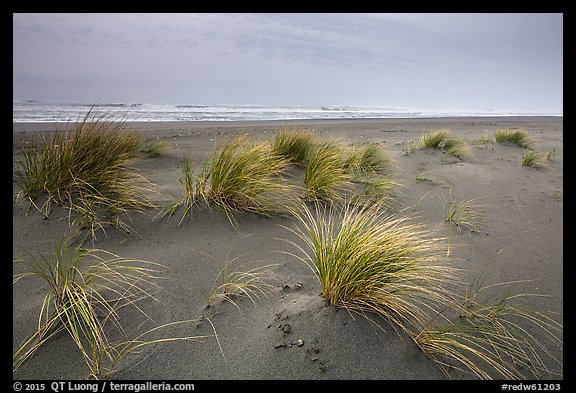 Dune grass, Gold Bluffs Beach, Prairie Creek Redwoods State Park. Redwood National Park (color)