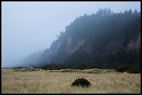 Gold Bluffs in the fog, Prairie Creek Redwoods State Park. Redwood National Park, California, USA.