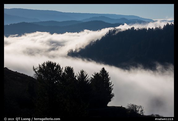 Ridges and low fog, Klamath River valley. Redwood National Park, California, USA.