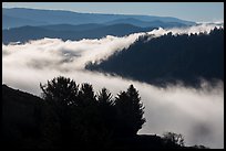 Ridges and low fog, Klamath River valley. Redwood National Park ( color)