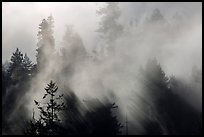 Trees and lifting fog. Redwood National Park ( color)