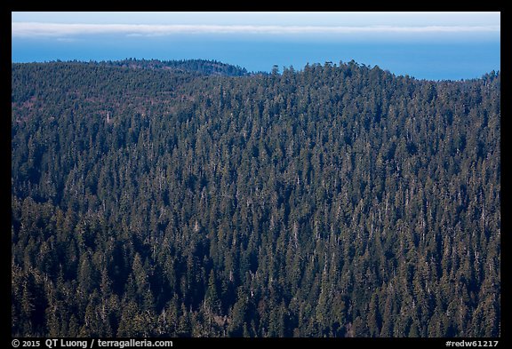 Distant view of redwood forest and ocean from Redwood Creek Overlook. Redwood National Park, California, USA.