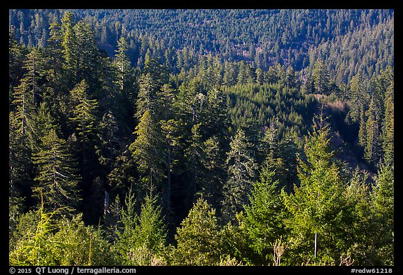Forest on hillside from Redwood Creek Overlook. Redwood National Park (color)
