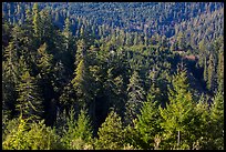 Forest on hillside from Redwood Creek Overlook. Redwood National Park ( color)
