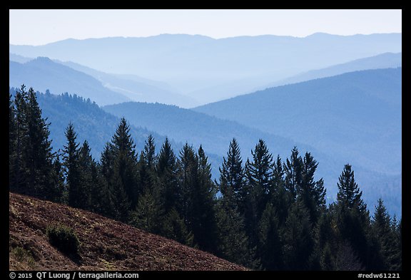 Trees and ridges from Dolason Prairie. Redwood National Park (color)