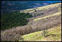 Oak woodlands and evergreens in winter from Childs Hill. Redwood National Park ( color)