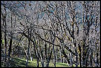 Oaks in winter. Redwood National Park ( color)
