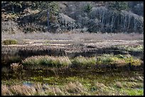 Grasses and pond. Redwood National Park ( color)