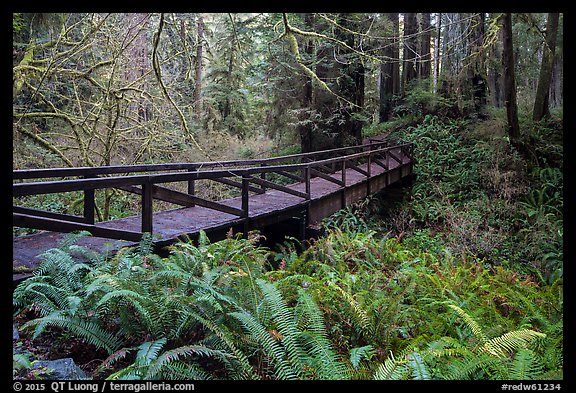 Bridge over Prairie Creek, Prairie Creek Redwoods State Park. Redwood National Park (color)