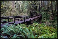 Bridge over Prairie Creek, Prairie Creek Redwoods State Park. Redwood National Park ( color)