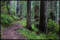 James Irwing Trail, Prairie Creek Redwoods State Park. Redwood National Park ( color)