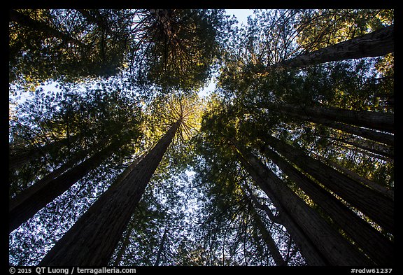 Looking up redwood trees with sunlight, Prairie Creek Redwoods State Park. Redwood National Park (color)