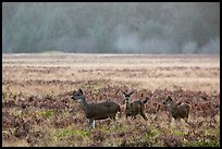 Group of young elk, Elk Prairie, Prairie Creek Redwoods State Park. Redwood National Park ( color)