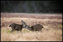 Two young elk interacting, Prairie Creek Redwoods State Park. Redwood National Park ( color)