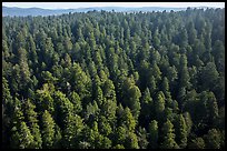 Aerial view of redwood forest. Redwood National Park ( color)