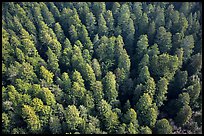 Aerial view of redwood forest treetop. Redwood National Park ( color)