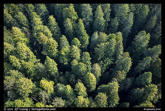 Aerial view of redwood forest canopy. Redwood National Park (color)