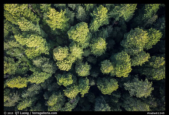 Aerial view of redwood tree canopy. Redwood National Park, California, USA.