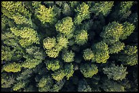 Aerial view of redwood tree canopy. Redwood National Park ( color)