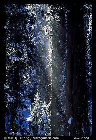Snow falling from sequoias. Sequoia National Park (color)