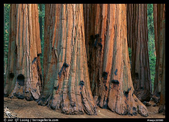 Sequoia (Sequoiadendron giganteum) truncs. Sequoia National Park (color)