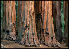 Sequoia (Sequoiadendron giganteum) truncs. Sequoia National Park, California, USA.
