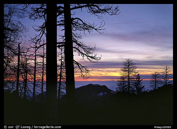 Bare trees in winter and sea of clouds at sunset. Sequoia National Park (color)