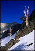 Bare trees above Mineral King, early summer. Sequoia National Park ( color)