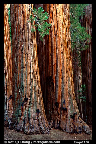 Sequoia trunks. Sequoia National Park