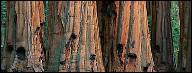 Giant sequoia trunks. Sequoia National Park (Panoramic color)