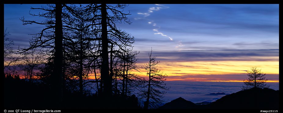 Trees and contrail at sunset. Sequoia National Park (color)
