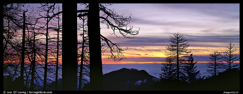Sea of clouds and trees at sunset. Sequoia National Park, California, USA.