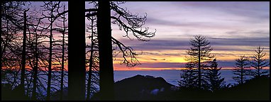 Sea of clouds and trees at sunset. Sequoia National Park (Panoramic color)