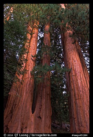 Cluster of giant sequoia trees. Sequoia National Park (color)