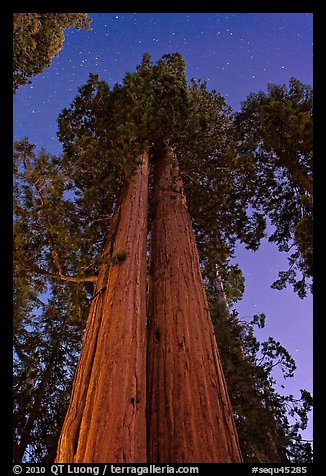 Sequoia trees at night under stary sky. Sequoia National Park, California, USA.