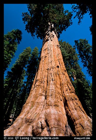Sequoia named General Sherman, most massive living thing. Sequoia National Park, California, USA.