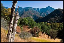 Sierra Nevada hills with bird-pegged tree. Sequoia National Park, California, USA. (color)